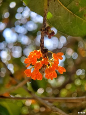 桂花飄香的季節(jié)