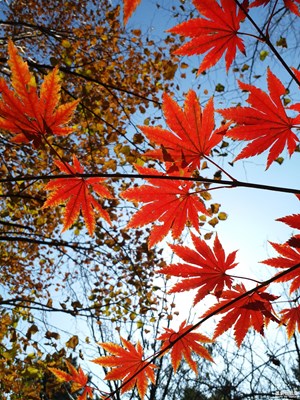 【愛在深秋】+楓葉正紅