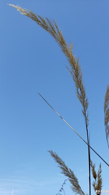 【愛在深秋】+一葉知秋