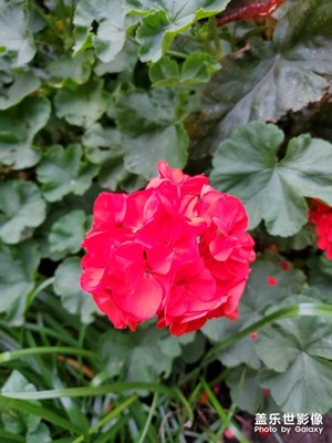 海棠花
