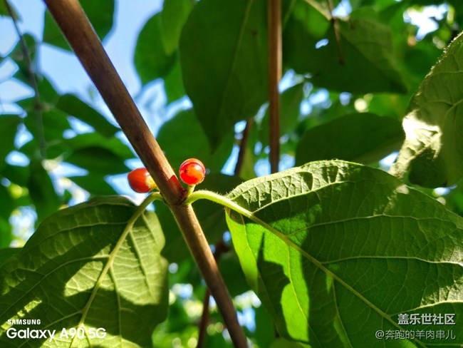 有顏有料 三星Galaxy A90 5G體驗