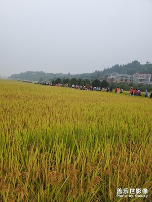 毅行活動