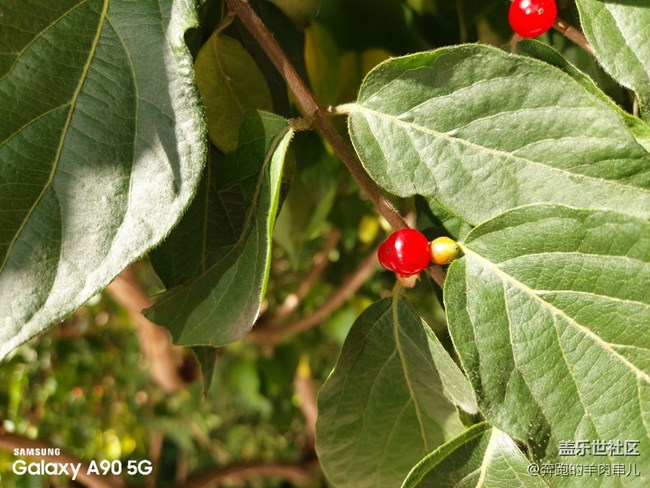 有顏有料 三星Galaxy A90 5G體驗