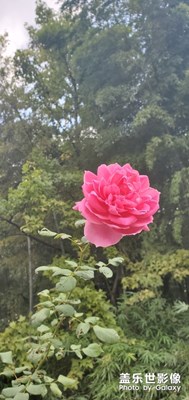 今日隨拍