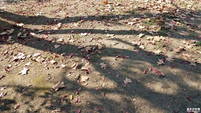 【愛在深秋】+斑駁的葉與影