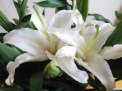 潔白的百合