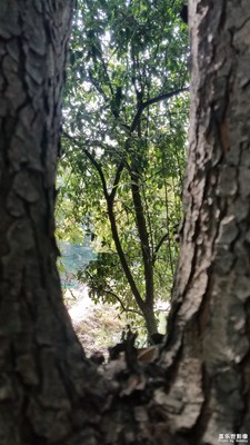 【愛在深秋】+那些大樹