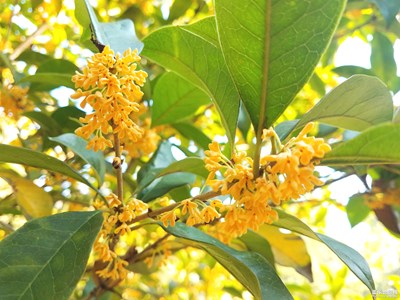 【愛在深秋】+丹桂飄香