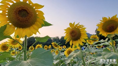 浙江工業(yè)大學(xué)葵花地