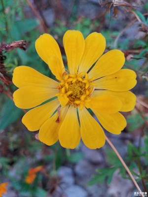 【瑰麗時分】+河邊的野花