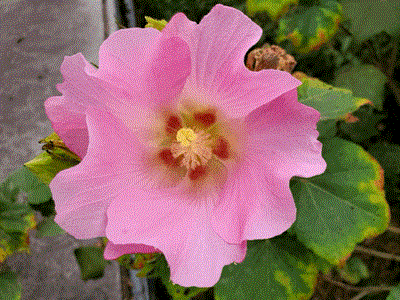 花??