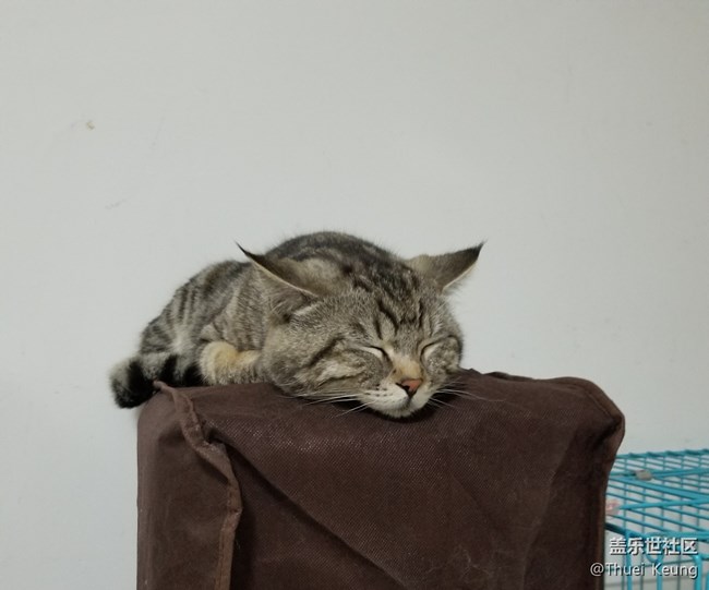 已開獎【寵物活動第四期】——愛寵第一次到家時的樣子