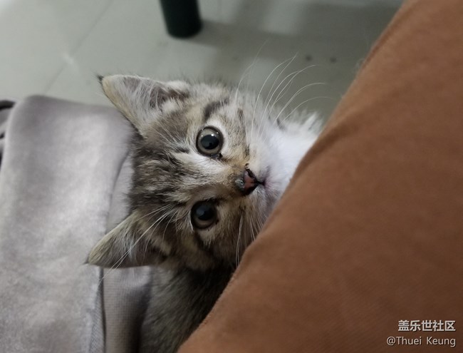 已開獎【寵物活動第四期】——愛寵第一次到家時的樣子