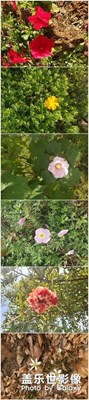 花??