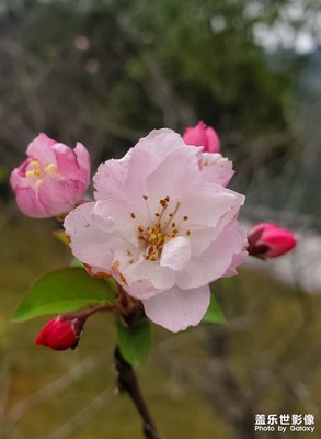 花??