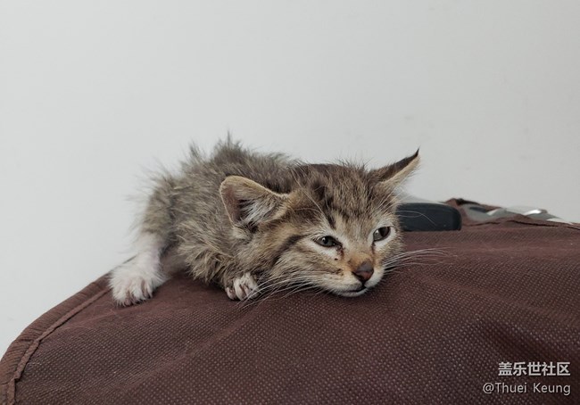 已開獎【寵物活動第四期】——愛寵第一次到家時的樣子