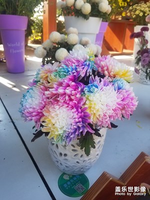 彩色菊花