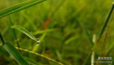 【瑰麗時分】+小草和露珠