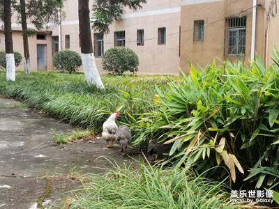 有人認(rèn)識(shí)這種鳥嗎