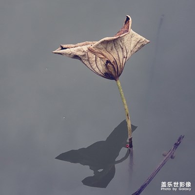 雜拍殘荷