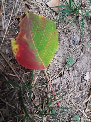 【瑰麗時分】+一葉知秋