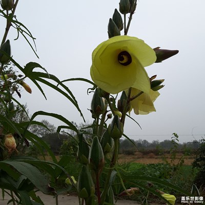 觀得一見(jiàn)七