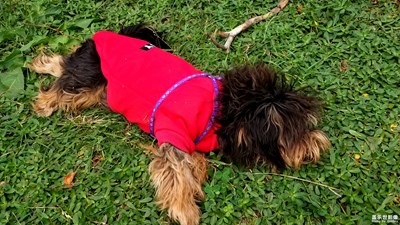 【你眼中的美景】+自由玩耍的狗狗