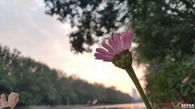 【你眼中的美景】+河邊的野花