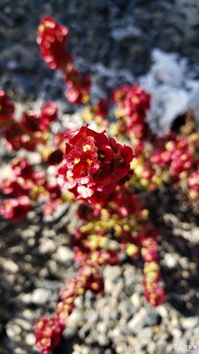 【你眼中的美景】+無名野花