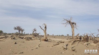 【你眼中的美景】+黑城弱水怪樹林