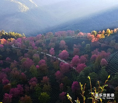 無量山的冬櫻花