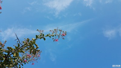 【你眼中的美景】+城市中的植物