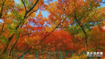 看漫山紅遍，層林盡染