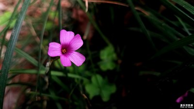 【你眼中的美景】+環(huán)城河堤上的小野花