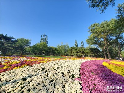 秋菊花海
