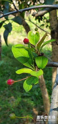 照片