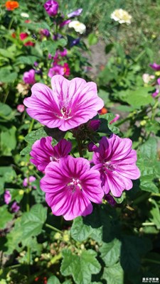 【你眼中的美景】+秋之花