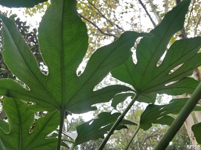 城市綠植-八角金盤