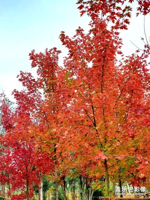 鄖陽柳陂 秋意盎然 紅楓葉