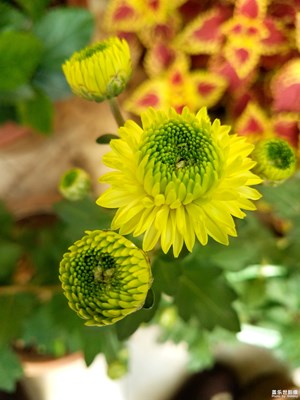 【你眼中的美景】+家種的菊花2