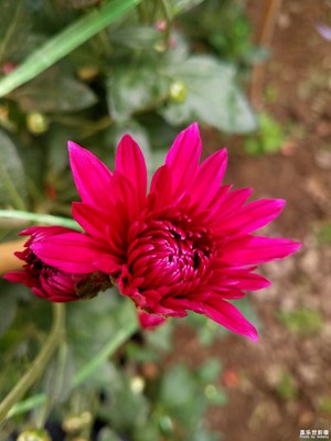 【你眼中的美景】+家種的菊花1