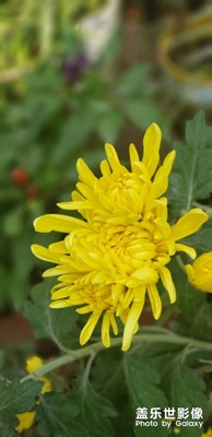 又是一年菊花開(kāi)