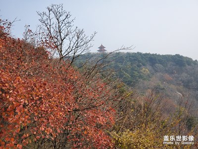 【晚秋光影】+在那個楓葉飄零的晚秋，收獲滿滿。