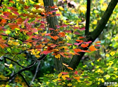 【晚秋光影】+金秋風(fēng)韻