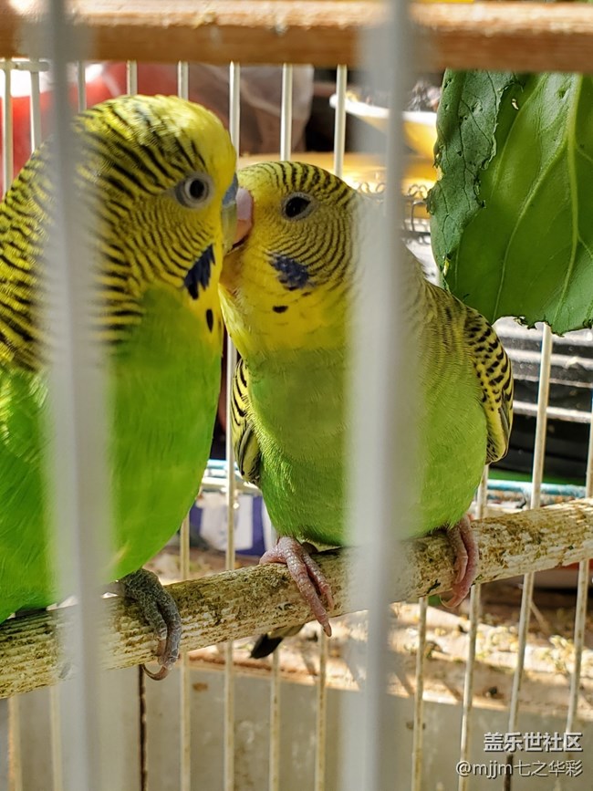 小虎皮鸚鵡