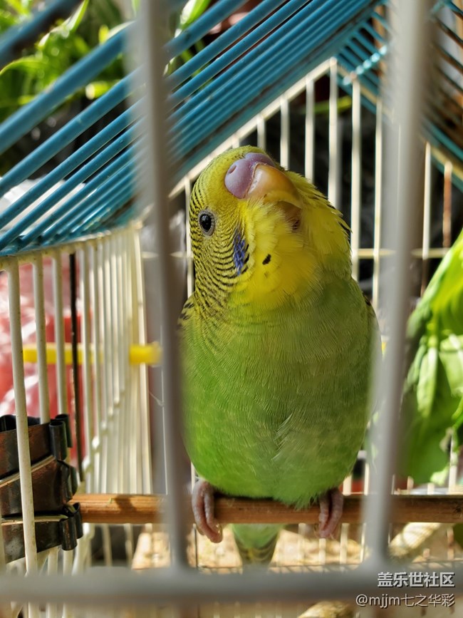 小虎皮鸚鵡