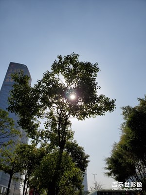 【晚秋光影】+ 太陽沒那么猛烈了對著它就是拍