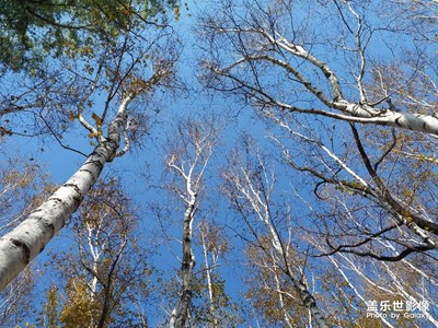 【晚秋光影】+美在靜默