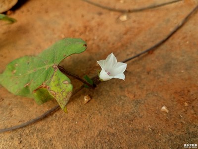 【晚秋光影】+秋風(fēng)中綻放的魚黃草