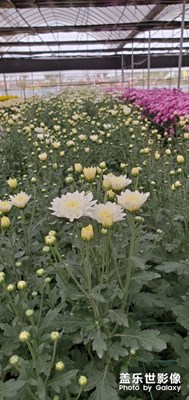 【深秋光影】+花團錦簇